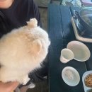 축령산계곡유원지 | 가평 애견동반 여행코스 1편 축령산계곡가든 계곡에 발 담그고 먹는 백숙 가평 맛집