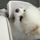 백두병원 | [백두 일상] 쏘오옥 이동가방 솔직후기 🐾
