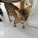 냥이는꿀꿀 이미지