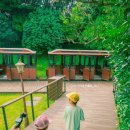 표선형아집 | [26’ Jeju] 에코랜드 기차여행, 숲이 아이들을 천천히 풀어주었다 | 아이와 제주 에코랜드 후기