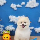 두리애견 이미지