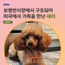 세리 | 세리 입양후기