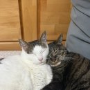 거창축산업협동조합동물병원 | 고양이 음수량 늘리기ㅣ동물병원 출신 간호사가 매일 하는 수분 보충 루틴 (ft. 실측 데이터)