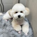 몽글몽글 펫 | 도미에르펫에서 푸숑미용 ‘여름이’의 변신! 몽글몽글 테디베어컷과 스포팅으로 스타일 완성