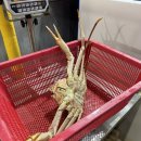 봉포대게찜 게 섯거라 이미지