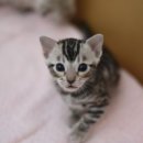 나비캐터리 이미지