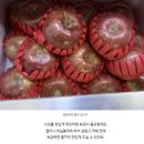 정석농원 | 실패없는 부사사과의 정석! "정담아농원 부사사과" 먹은 후기!