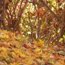 순창가녘 | 오인교의 전라도누정기행(237)-남원 축천정(丑川亭)