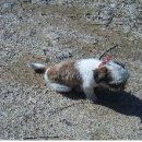 징의축산 이미지