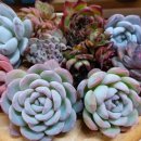 신농팜케미컬 이미지