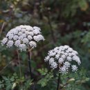 궁궁이 Angelica polymorpha Maxim. 이미지