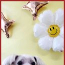 하이멍뭉 이미지