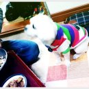 복슬강아지 이미지