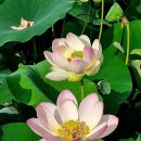 연꽃 이미지