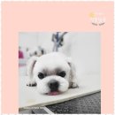 멍뭉살롱 이미지