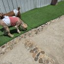 호텔 독스 이미지