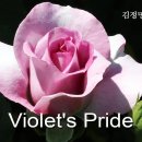 [꽃 이야기 147회] 짙은 분홍색과 과일향이 강한 장미 - Violet's Pride 이미지