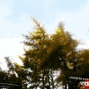 은행동 1032(은행2동주민센터) | 은근 행복한 동네 &#34;은행동 은행나무&#34;