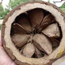 ﻿브라질너트의 효능(Brazil nut) 이미지