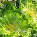 조은세상영농조합법인 이미지