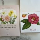 봄맞이 꽃그림 보태니컬 아트 이미지