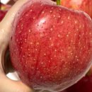 꿈꾸는 농장 이미지