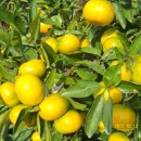 귤익는 마을 이미지