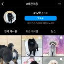 디어몽펫살롱 - 포항시 북구 양학천로 69 | 디어몽펫살롱