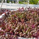 청수정가든 이미지