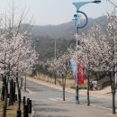 설봉공원’ 벚꽃 진달래 만개 이미지