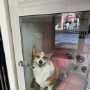 슈슈댕 구래점 이미지