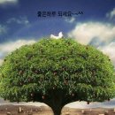 애리스 Daum카페