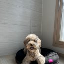 감자네 잡화점