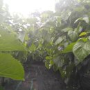 서동농장 이미지