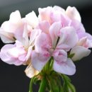 플랜티(plenty) 이미지