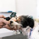 양천종합동물병원 이미지