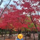 10월말 팔공산 단풍 현황 : 가볍게 &#39;단풍 나들이&#39; (탑골등산안내소, 24시무인편의점)