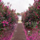 제주허브동산 이미지