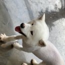 메종 드 펫 이미지