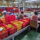 귤림하우스 이미지