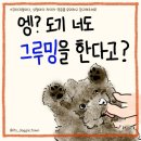 강아지 정보(그루밍/가스) 47 이미지