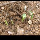 댕강댕강 이미지