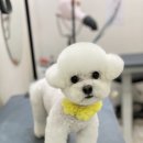 써니펫살롱 이미지