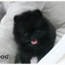 힐링애견샵 이미지