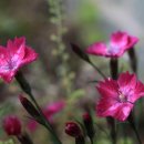 흙뿌리 농장 이미지