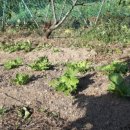 황토밥상 이미지