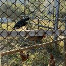 삼남매 염소농장 이미지