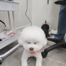 몽이애견 이미지