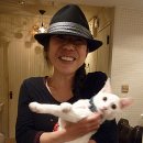 고양이미용실 이미지