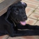 댕댕이 운동장 이미지